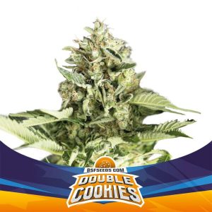 BSF Seeds - Double Cookies - Semillas Auto (X2)
