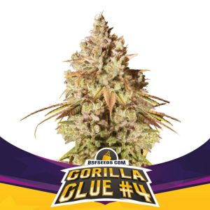 BSF Seeds - Gorilla Glue #4 - Semillas Fem (x2)