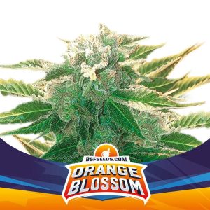 BSF Seeds - Orange Blossom XXL - Semilla Auto (x2)