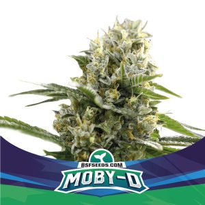 BSF Seeds - Moby-D XXL - Semillas Autoflorecientes