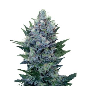 Royal Queen Seeds - Semillas Northern Light Auto