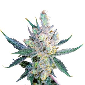 Royal Queen Seeds - Semilla Royal Cheese Fast Fem