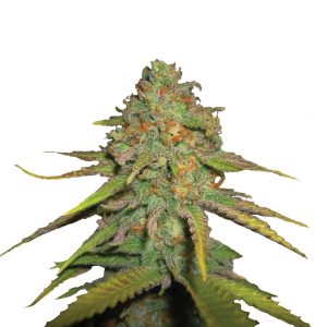 Royal Queen Seeds - Semillas Royal Moby Fem